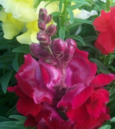 Snapdragon Speedy Sonnet Crimson